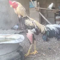 لاری