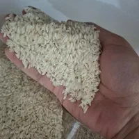 برنج عنبر بو تازه برداشت