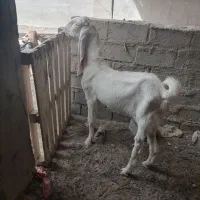 تکشاد گلابی