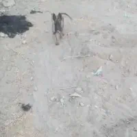 سگ گمشده
