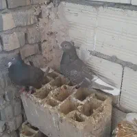 دم سفید|پرنده|بافق, |دیوار