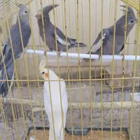 ۴ عدد طوطی عروس جوان