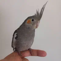 دو تا جوجه عروس هلندی دستی|پرنده|تهران, ارامنه|دیوار