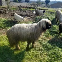 بره نر و نرمیش