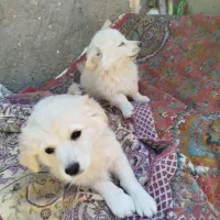 واگذاری سگ|سگ|بم, |دیوار