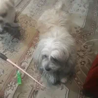 سگ پا کوتاه|سگ|کرج, خرمدشت|دیوار