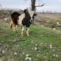 ورزا گاو نر چالوسی ۱۳۰ کیلو