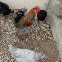 مرغ خروس و جوجه محلی