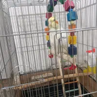 گمشده عروس هلندی سمت کرونی