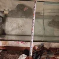 آکواریوم ماهی