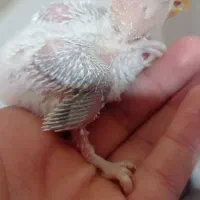 جوجه کوتوله برزیلی سرلاکی|پرنده|نی‌ریز, |دیوار