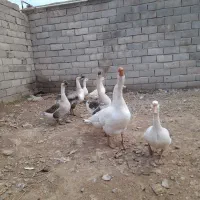 قوقاز چینی وآفریقایی