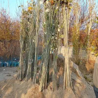 صنوبرتبریزی و...نیگرا|خدمات باغبانی و درختکاری|بانه, |دیوار