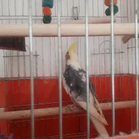 طوطی عروس هلندی