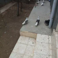 جفتی رنگه خوشتیپ