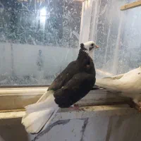 ۲۰ طوق کفتر درجه یک یکجا دونه ۳۵۰