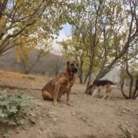 ماده سرابی درجه ۱