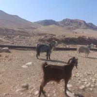 سابرین یا نربز|حیوانات مزرعه|اندیمشک, |دیوار