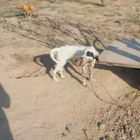 سگ شکاری دونبلانی حرفی|سگ|مینودشت, |دیوار