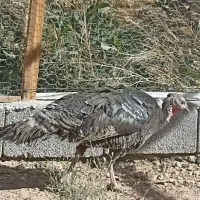 بوقلمون برنز انگلیسی ماده