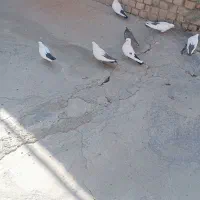 فروش دوازده عدد دمی خوب و لوندار