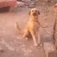 سگ ماده ۱۲ ماهه