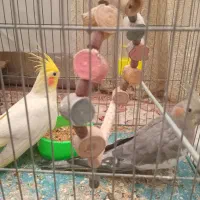 دو‌عدد‌طوطی‌عروس