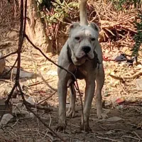 داگو آرژانتینی