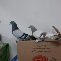 کبوتر ترکیه