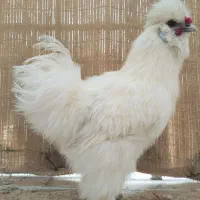 خروس ابریشمی