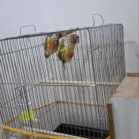 گرینچیک آناناسی رد مولد|پرنده|خوی, |دیوار