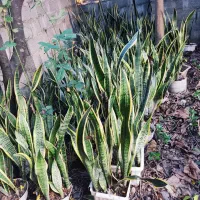 گل سانسوریا|گل و گیاه طبیعی|خمام, |دیوار