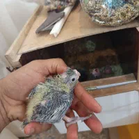 جوجه عروس هلندی