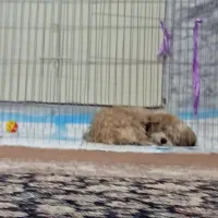 فروش پامر شیتزو.|سگ|مشهد, فاطمیه|دیوار