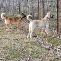 توله های سراب اصیل|سگ|سنگر, |دیوار