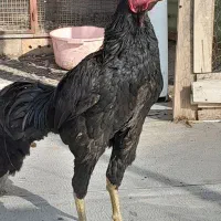 یک جفت مرغ و خروس لاری تخم گذار