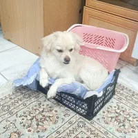 سگ اشپیتز|سگ|قروه, |دیوار