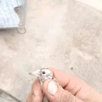 جوجه سهره داغسر نر جوجه قفس