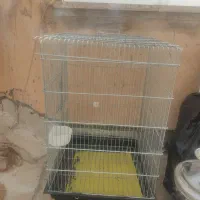 جفت عروس هلندی نر و ماده|پرنده|شاهین‌شهر, فردوسی|دیوار