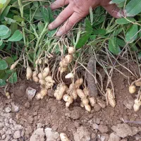 فروش بادام زمینی گلی درجه یک ق98ت