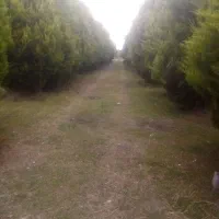 زمین 200متری فاز6