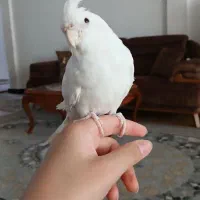 عروس هلندی