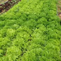 کارگر گلخانه