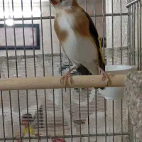 پنج سره ماده داغسررسمی بهاره جوجه قفس|پرنده|تهران, خانی آباد نو شمالی|دیوار