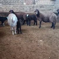 میش گوسفند میش بره دار گله کرد قلندرآباد