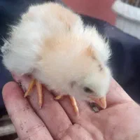 جوجه دورگ وطوطی