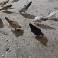 خروس ومرغ دورگ