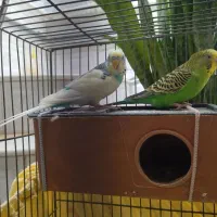 دو تا مرغ عشق سالم و سرحال