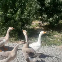 قوغاز