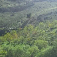 باغ درختی گردو بادام